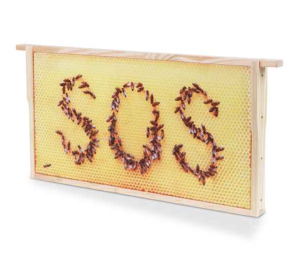 Honigwabe mit Bienen-SOS