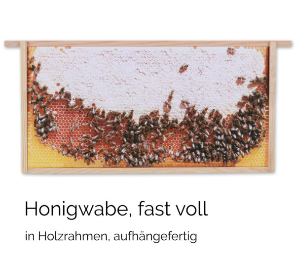 Honigwabe voll – Bild 4