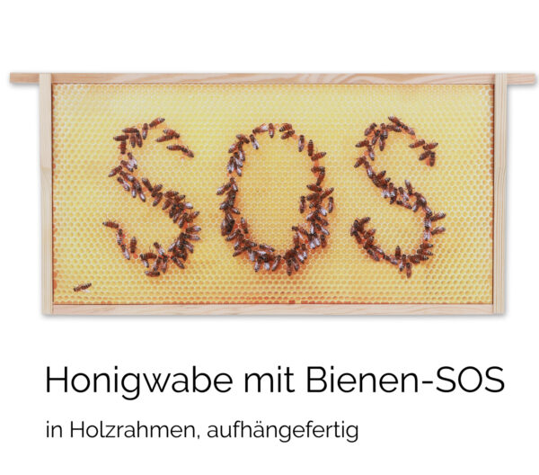 Honigwabe mit Bienen-SOS – Bild 4