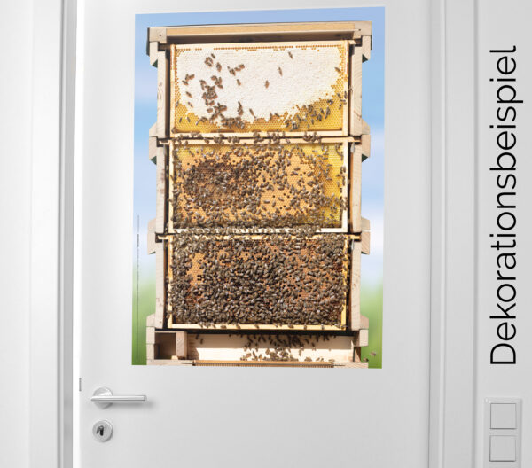 Poster Querschnitt Bienen-Beute in Originalgröße – Bild 3