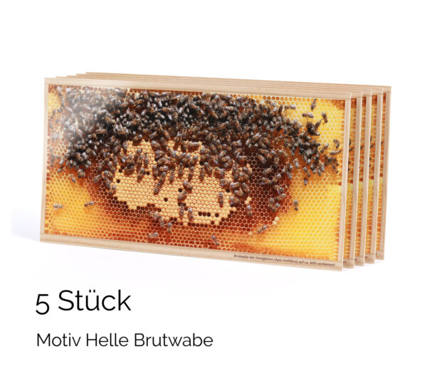 Postkarten Motiv Helle Brutwabe (5 Stück) – Bild 4