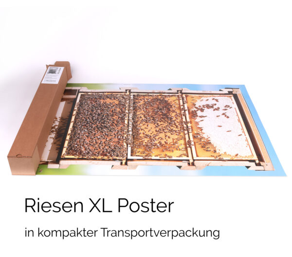 Poster Querschnitt Bienen-Beute in Originalgröße – Bild 6